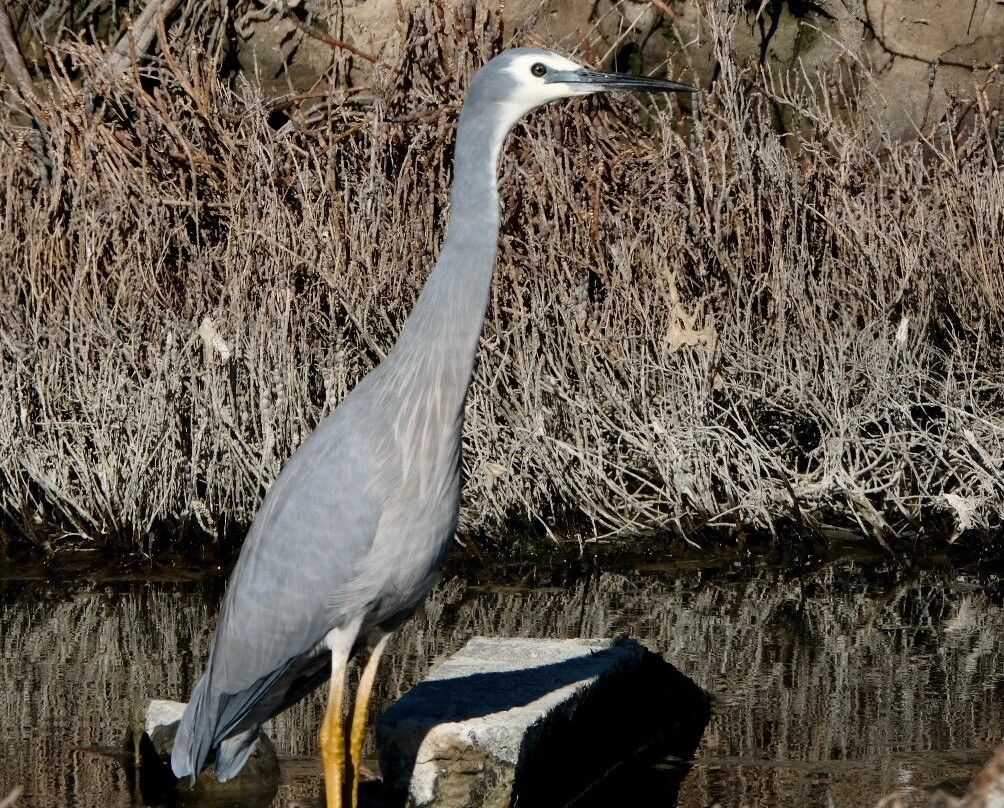 Wairau Lagoons Walkway景点图片