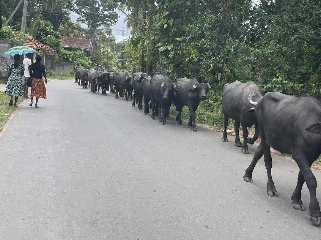 Suresh Travel Sri Lanka-哈巴拉杜瓦必去景点