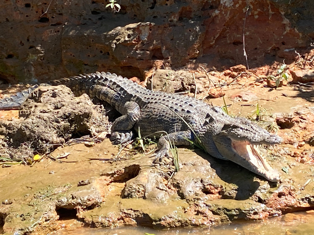Daintree Crocodile Tours-Daintree必去景点