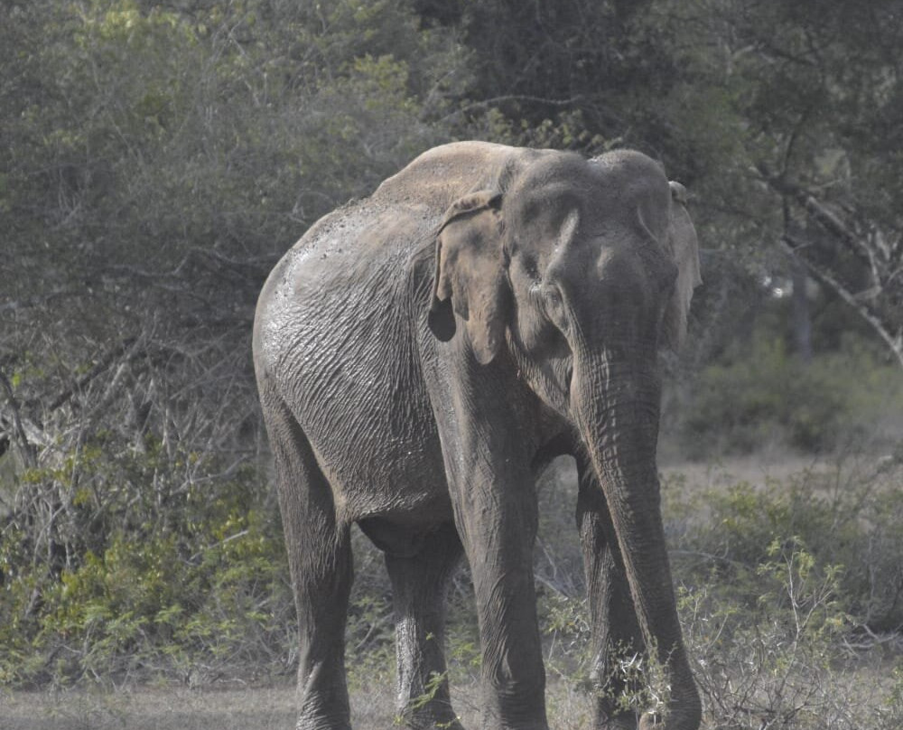 Punsisi jeep service and restaurants-Nochchiyagama必去景点