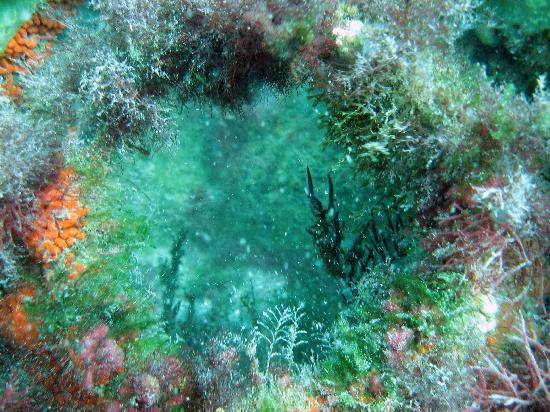 Florida Underwater Sports-萨拉索塔必去景点