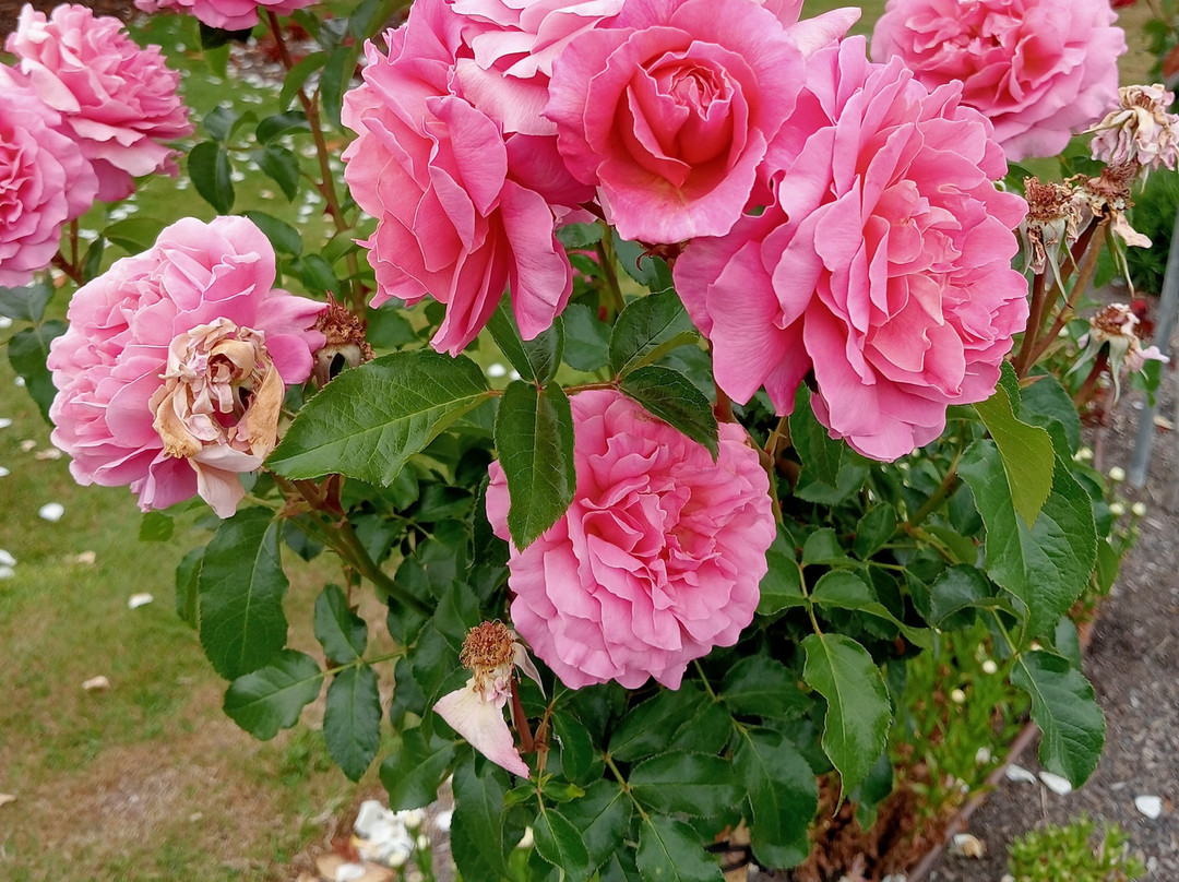 Pethybridge Rose Garden景点图片