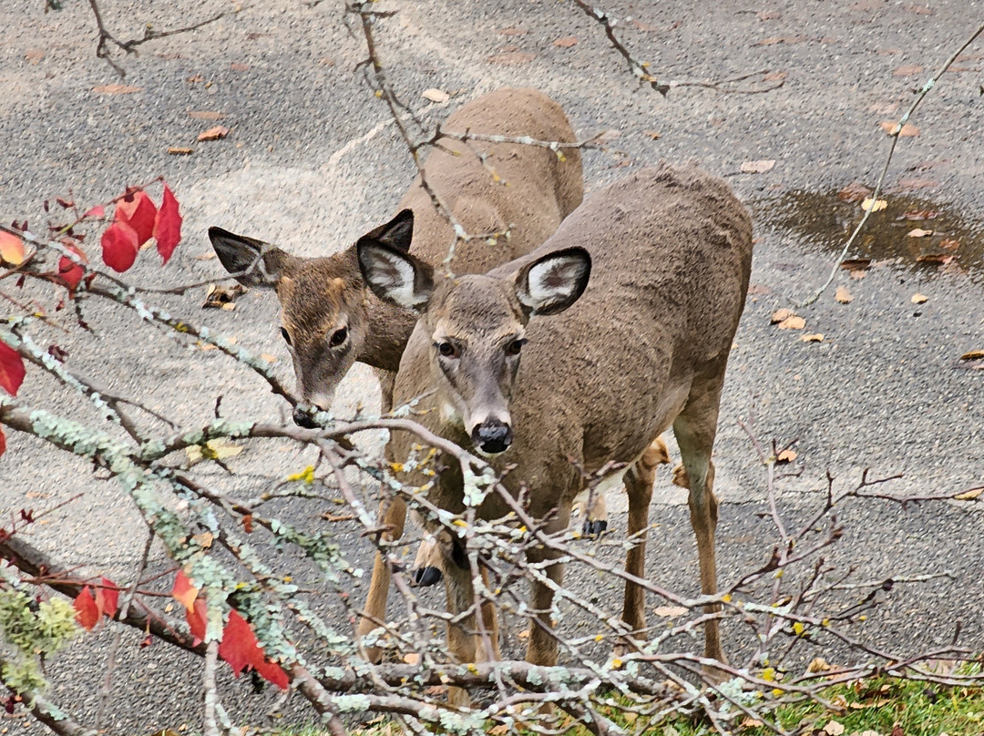 Pine Terrace Motel & Resort主图