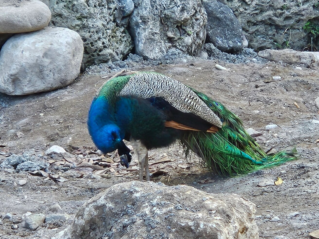 Irie Man Adventure Fun Tours-奥乔里奥斯必去景点