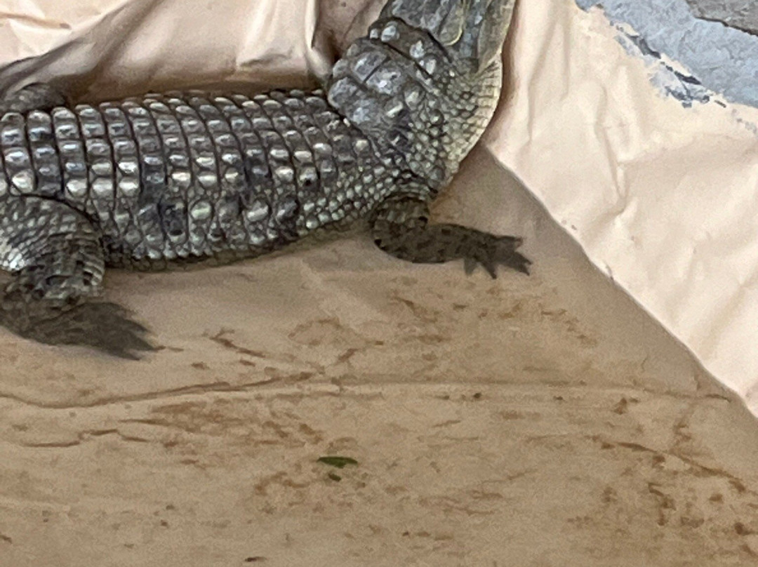 UAE Pygmy Zoo-阿治曼必去景点