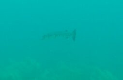 La Dive Bouteille - Plongees des Saintes-Terre-de-Haut必去景点