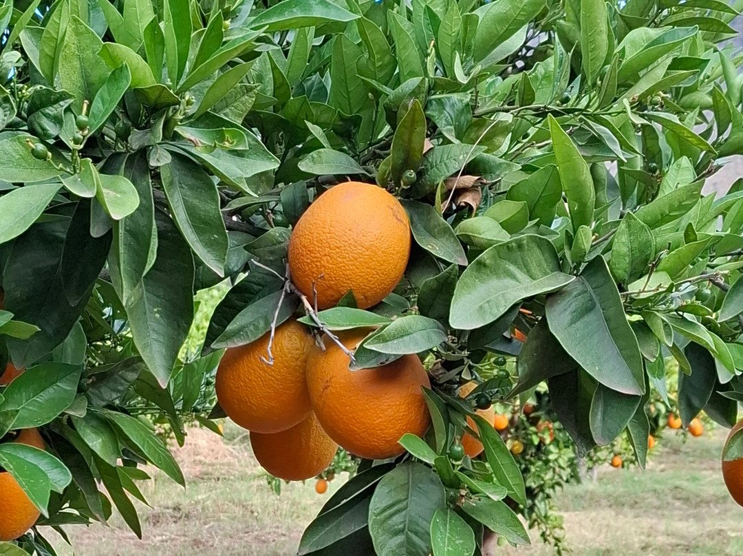 Chems Le Tazarkount主图