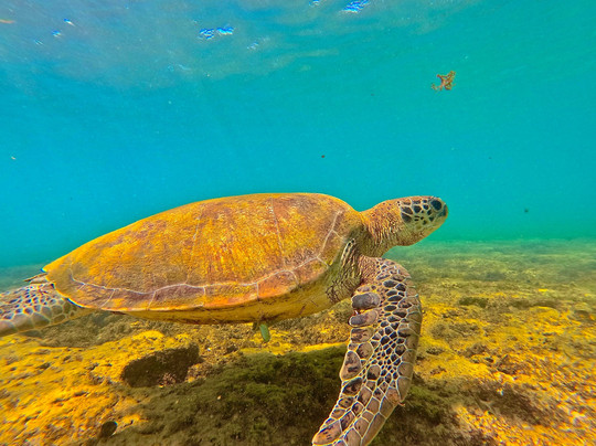 Noronha Total -  Agência de Turismo-费尔南多-迪诺罗尼亚群岛必去景点