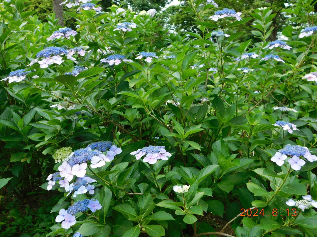 Tamagawadai Park-大田区必去景点