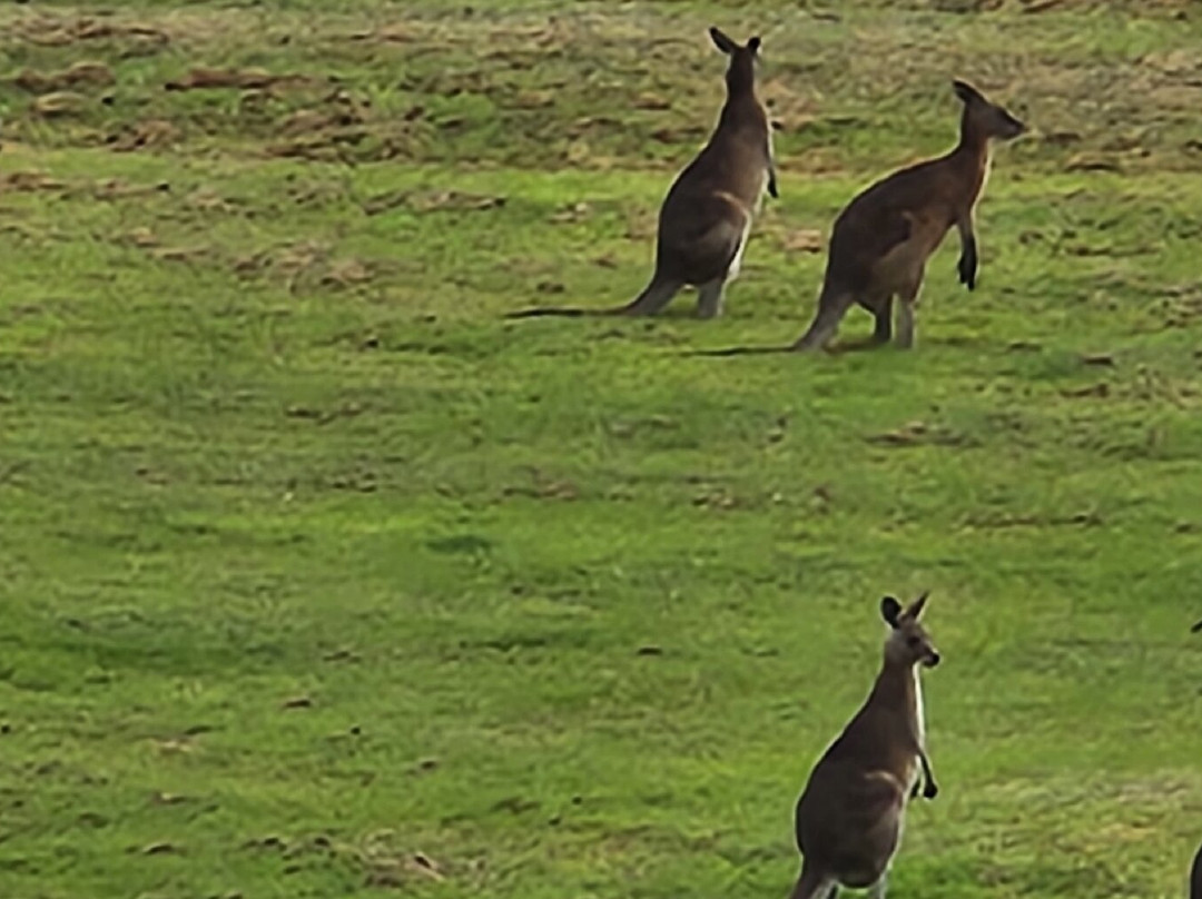 Koola Beach Apartments Bargara主图