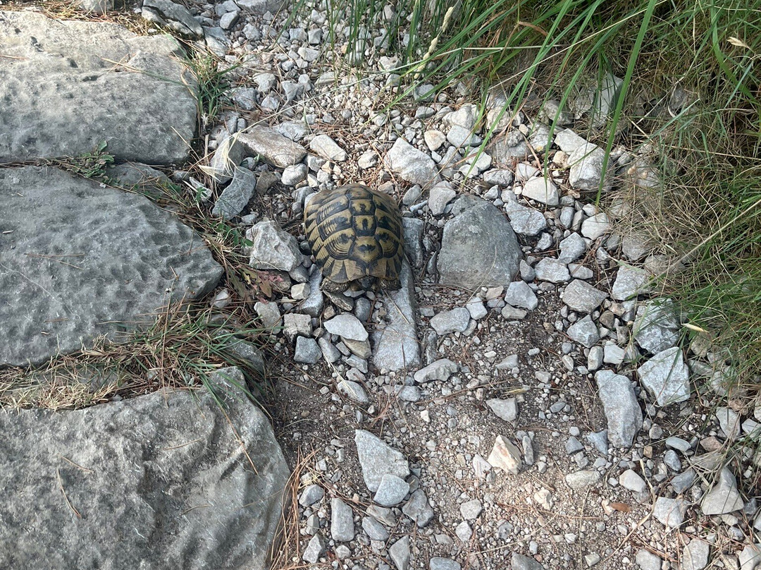 Fort Vrmac - Old Austro-Hungarian Fortress-科托尔必去景点
