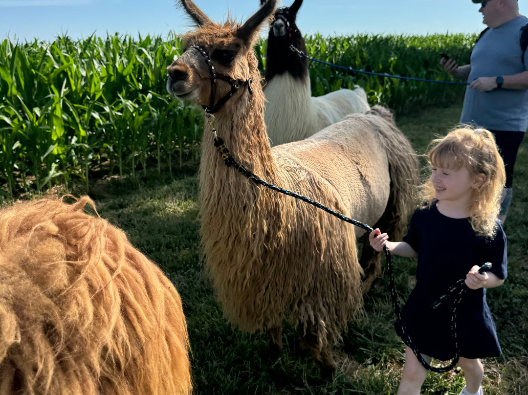 Spooky Nook Farm Llama’s & Alpacas景点图片