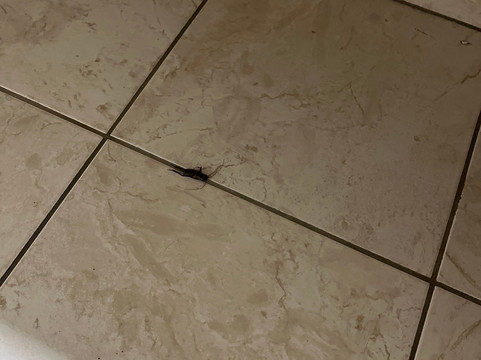 Scottish Inn & Suites Wharton, Tx主图