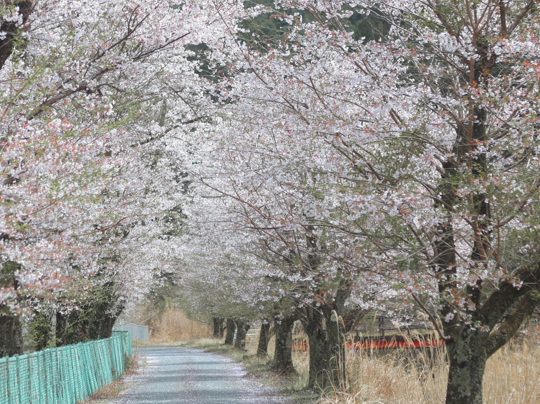 Tokuyama Momonzawa no Sakuranamiki景点图片