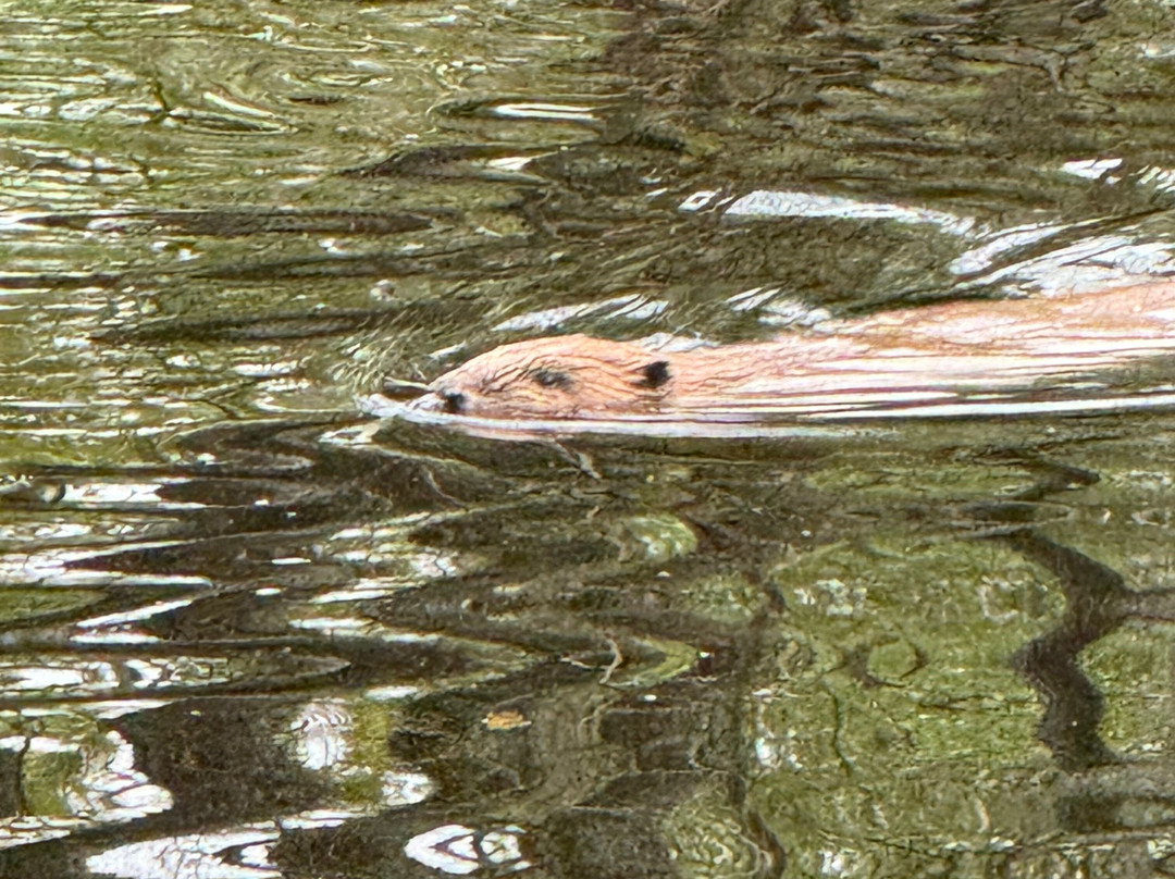 Perthshire Wildlife-Blairgowrie必去景点