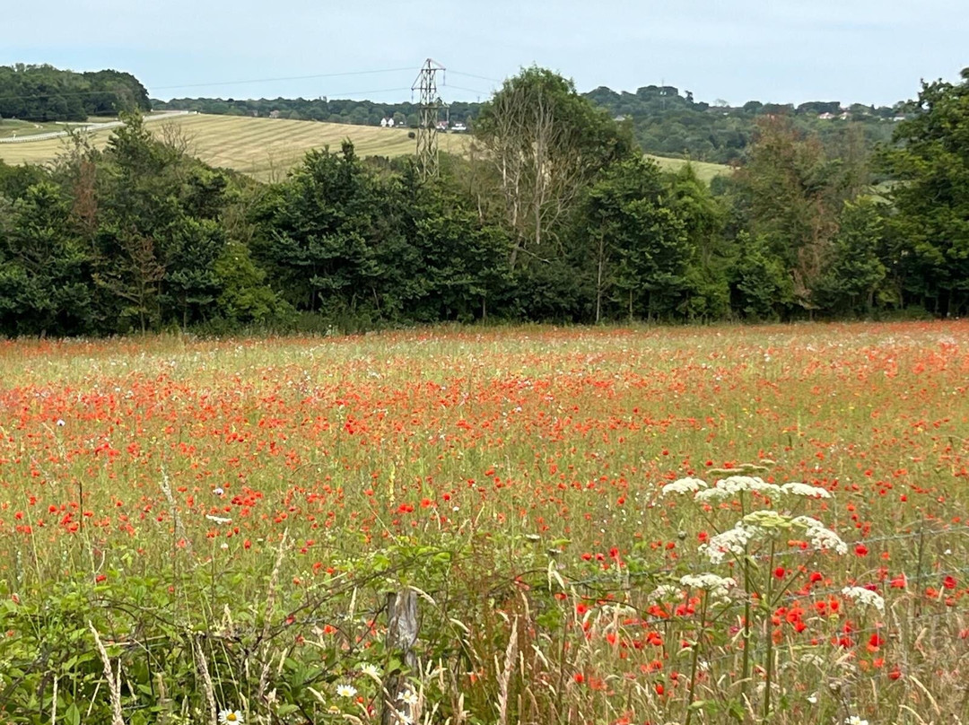 Langley Vale Wood (centenary Wood)景点图片