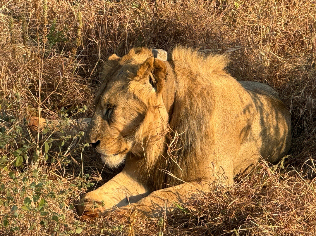 East African Safari And Touring Company-阿鲁沙必去景点