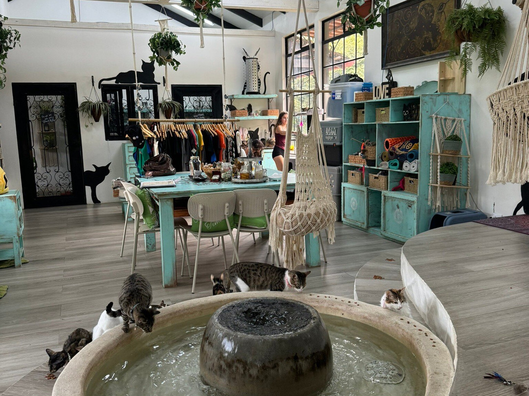 Purr Vida Lounge景点图片