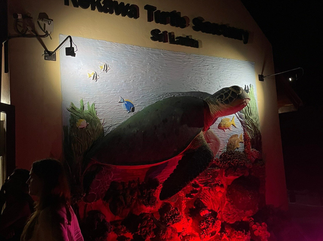 Turtle Conservation Project Turtle Watch景点图片