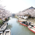 yipshingl