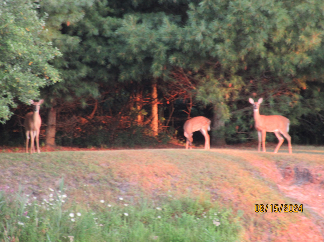Surfside Motel Marina Resort主图