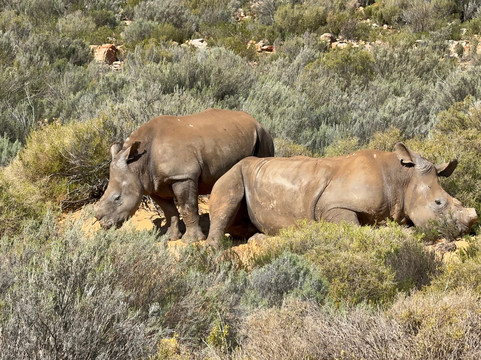 Born in Africa Tours-开普敦必去景点