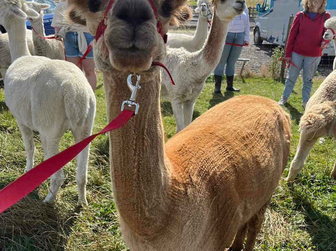 Abbotts View Alpacas景点图片