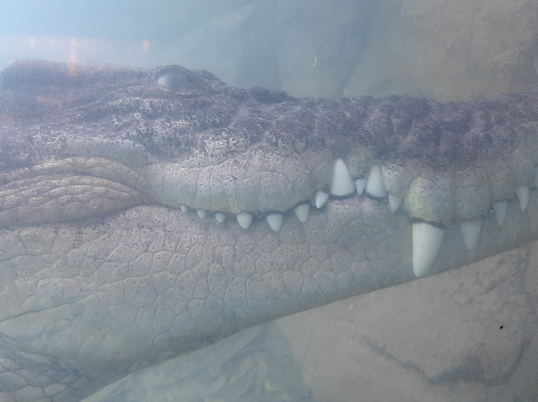 Billabong Zoo Koala & Wildlife Park-麦克夸利港必去景点