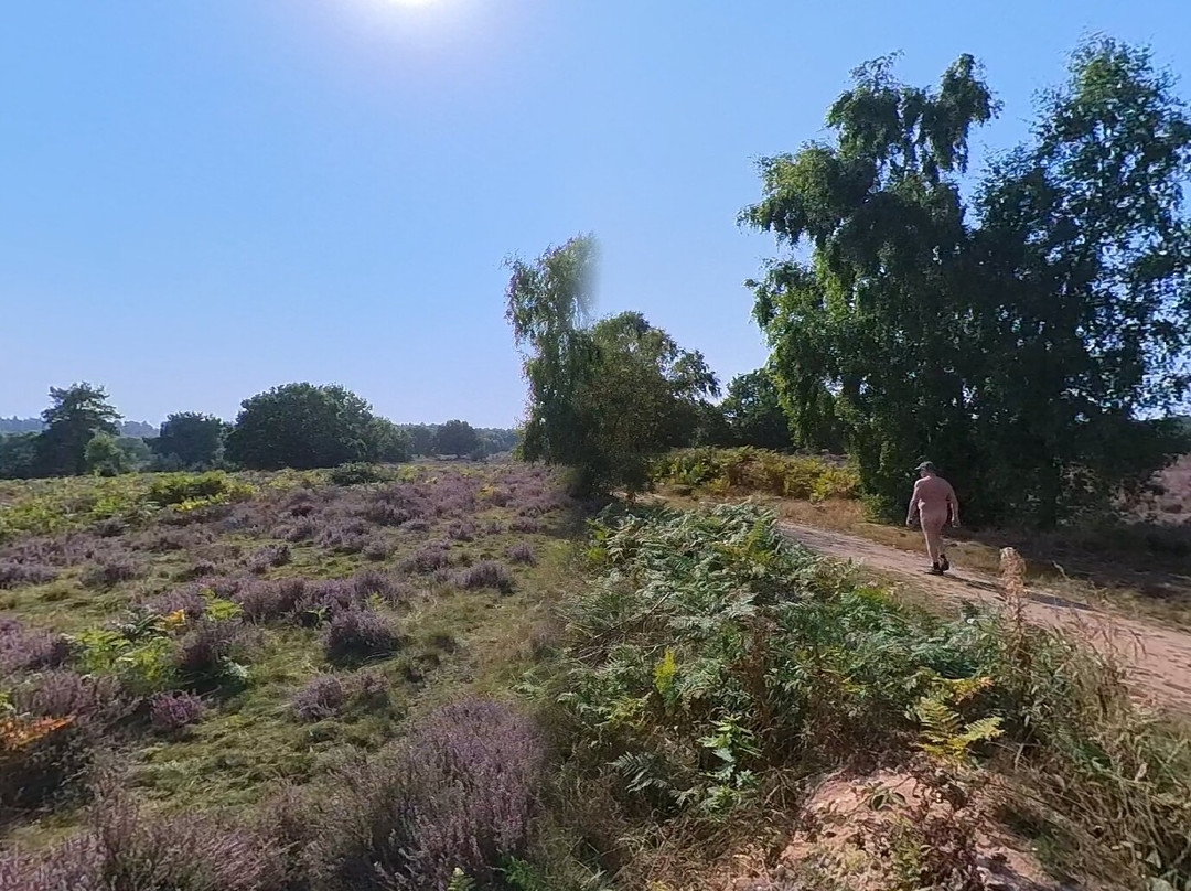 RSPB Budby South Forest景点图片