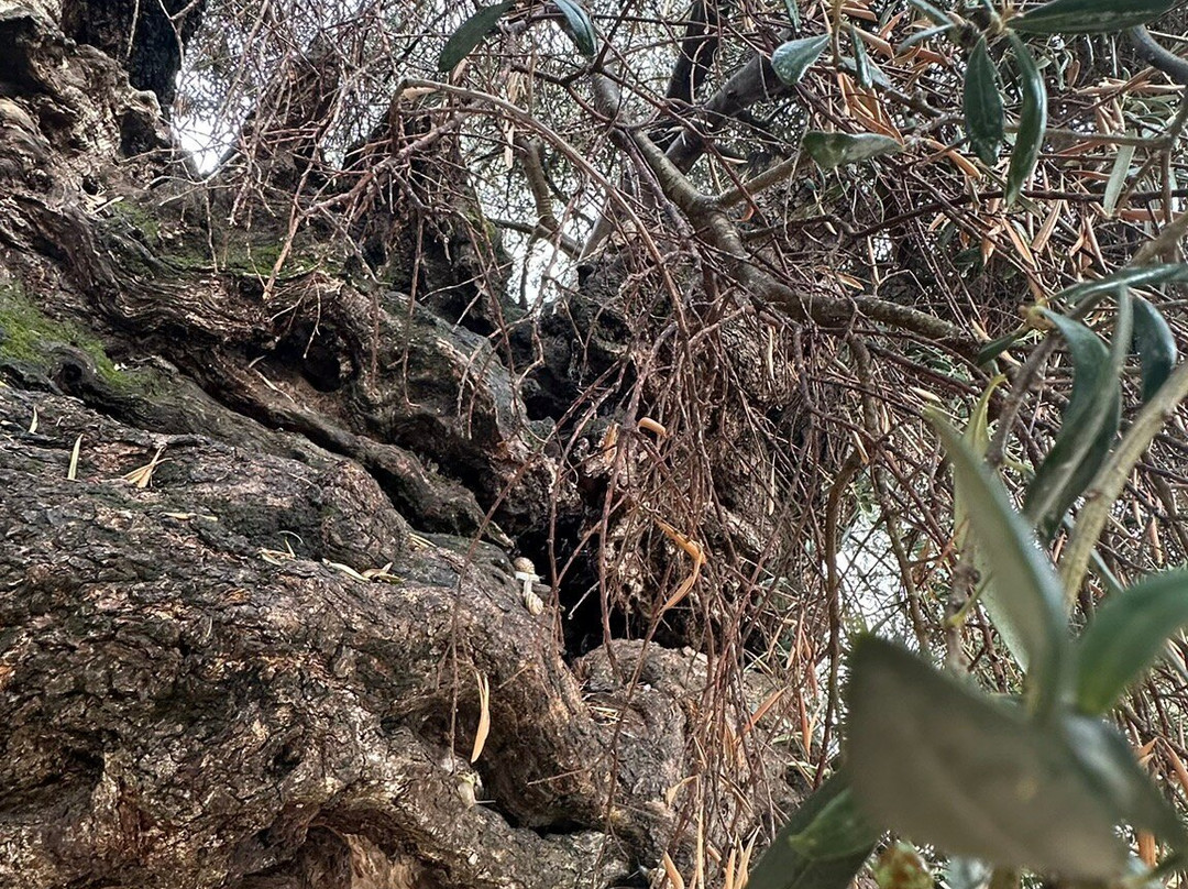 The Monumental Olive Tree of Vouves-Vouves必去景点