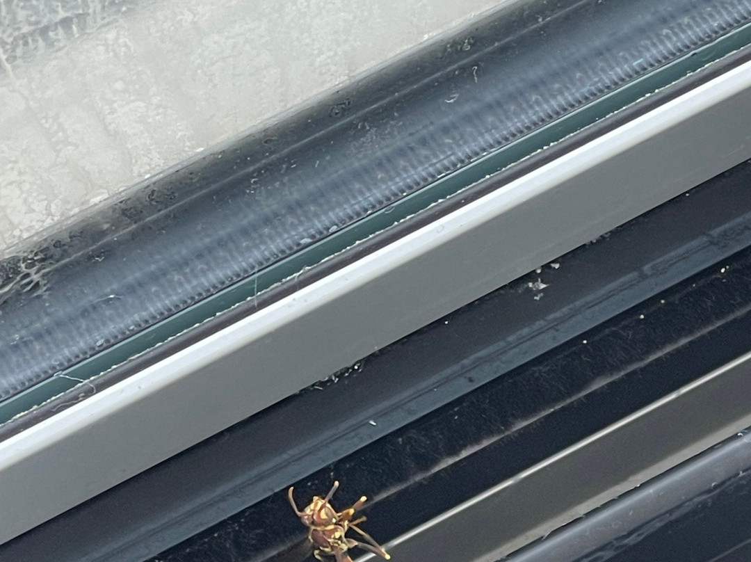 Best Western Plus Executive Residency Nashville Antioch主图