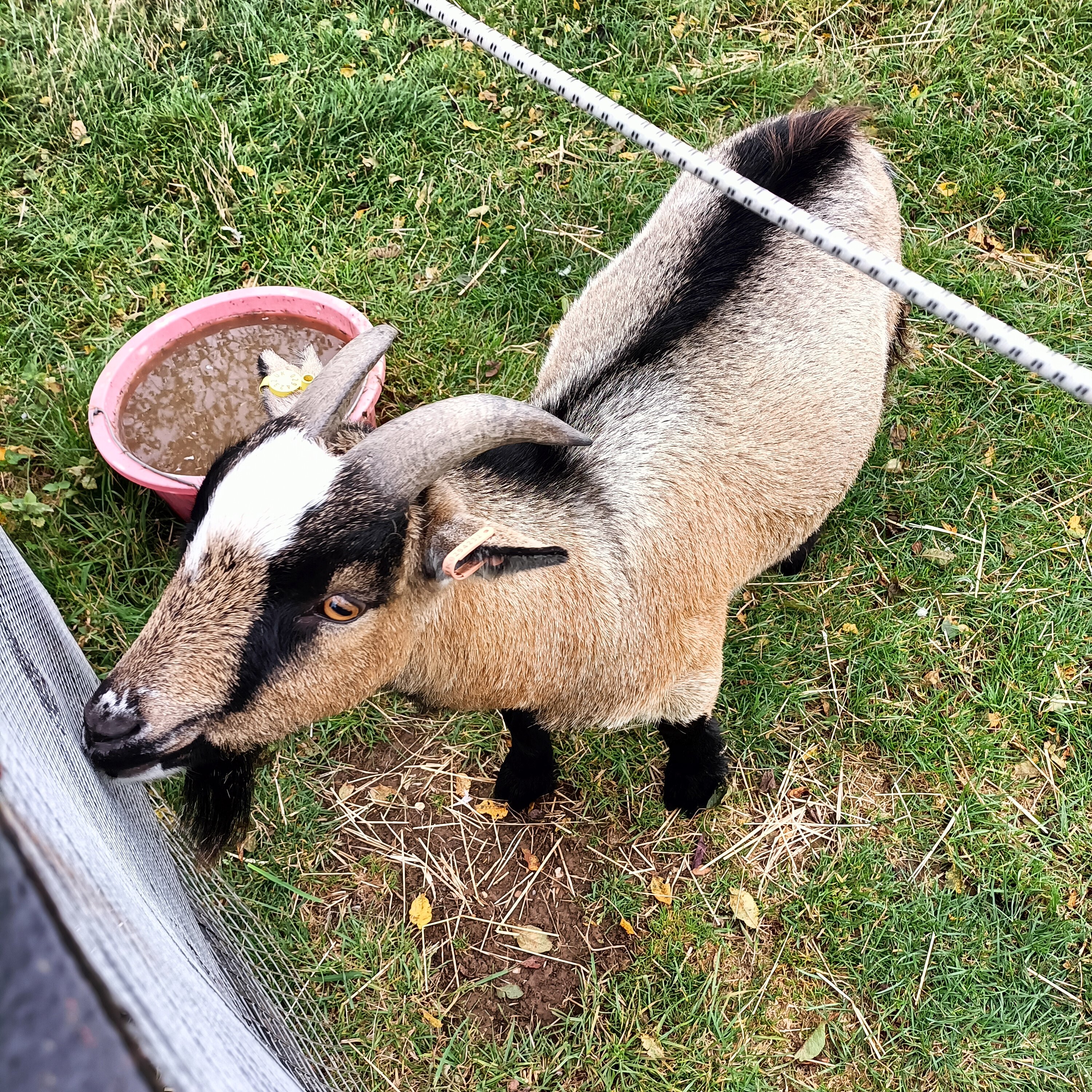 Banbury Hill Farm-官方