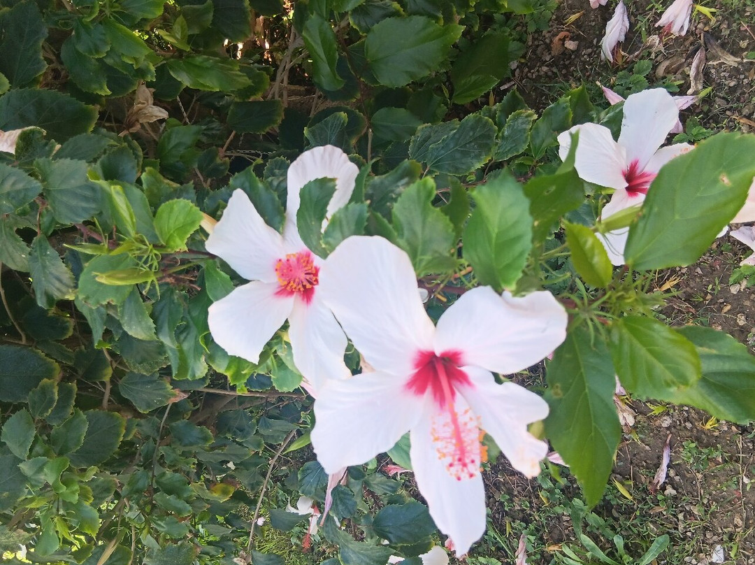 Apolafsi Villas主图