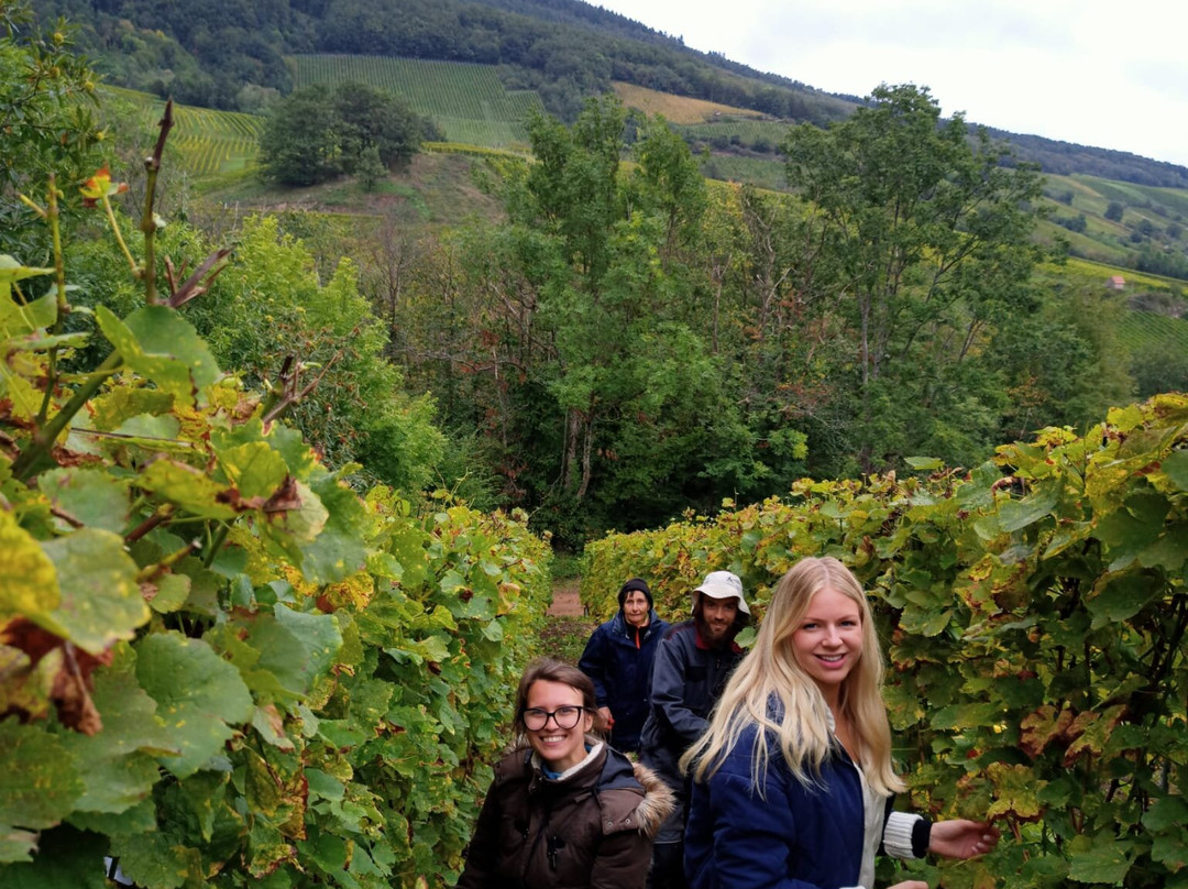 Domaine Bores Marie-claire Et Pierre景点图片