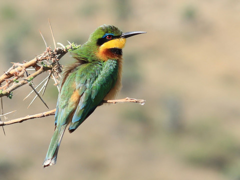 Nyange Adventures-莫西必去景点