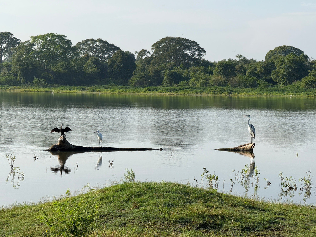 Freedom Safari Udawalawa-乌达瓦拉瓦必去景点