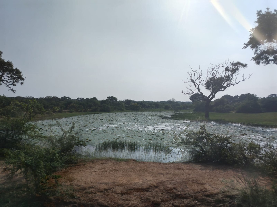 Leopard Yala Safari景点图片
