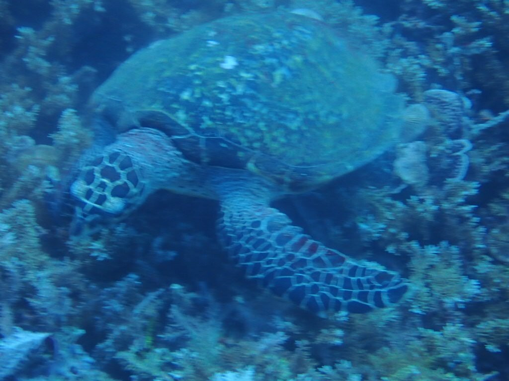 文图拉潜水中心-岛印必去景点