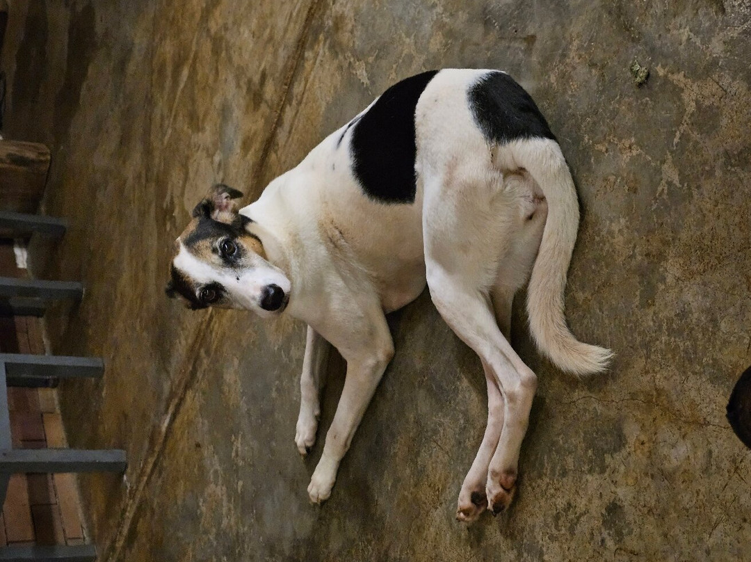 Monkey Lodge Panama主图