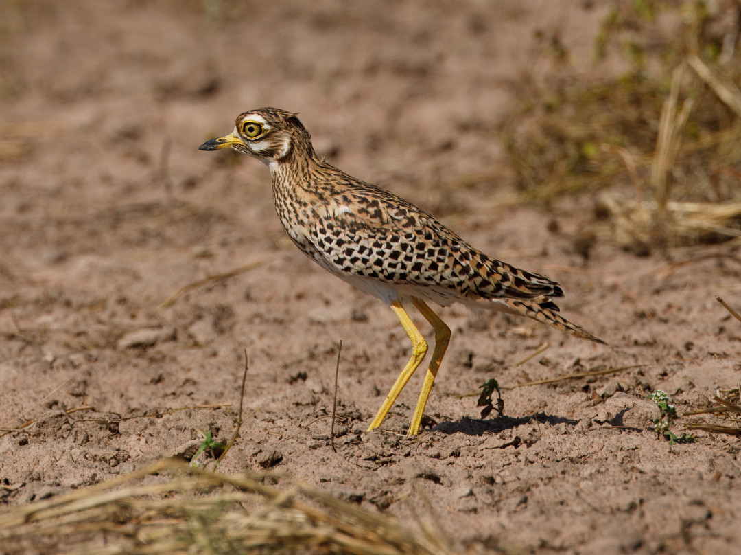 Senegambia Birding景点图片