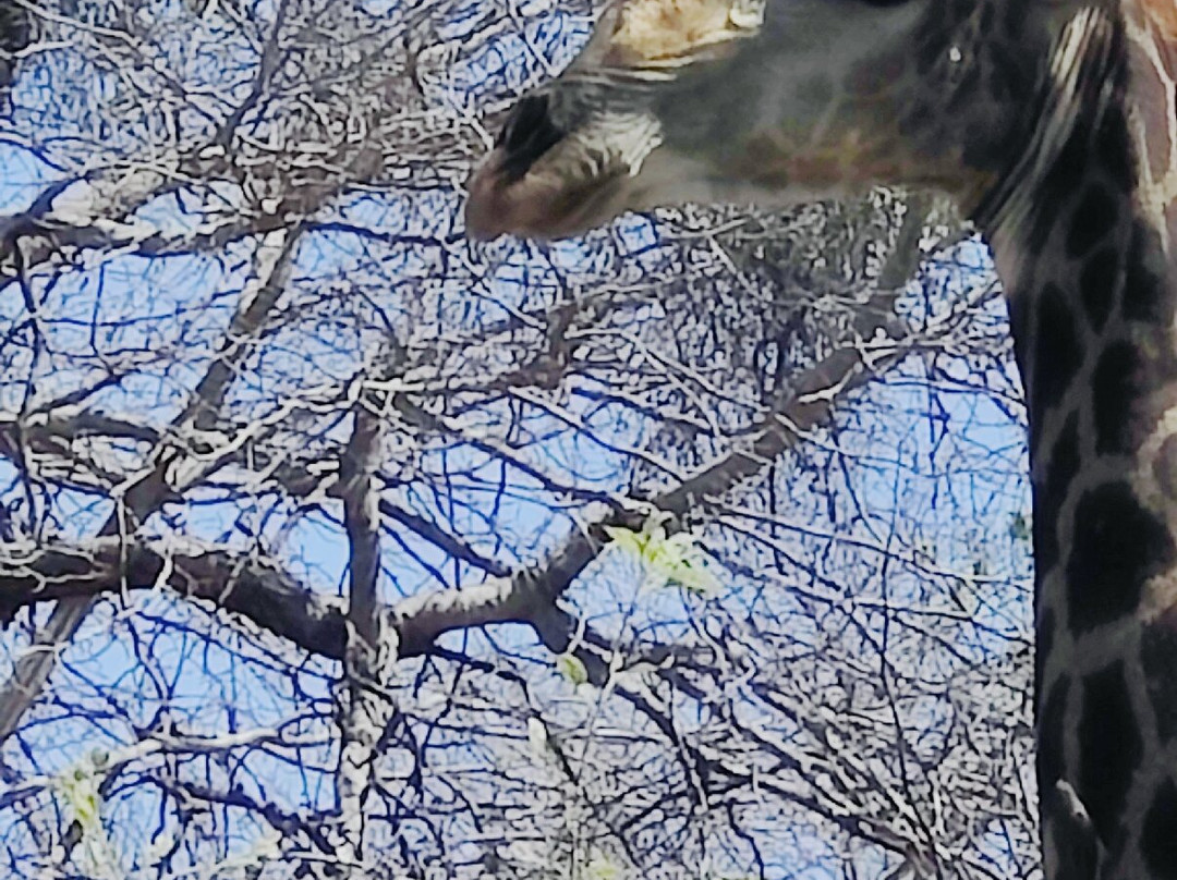 Leon Safaris-卡萨尼必去景点