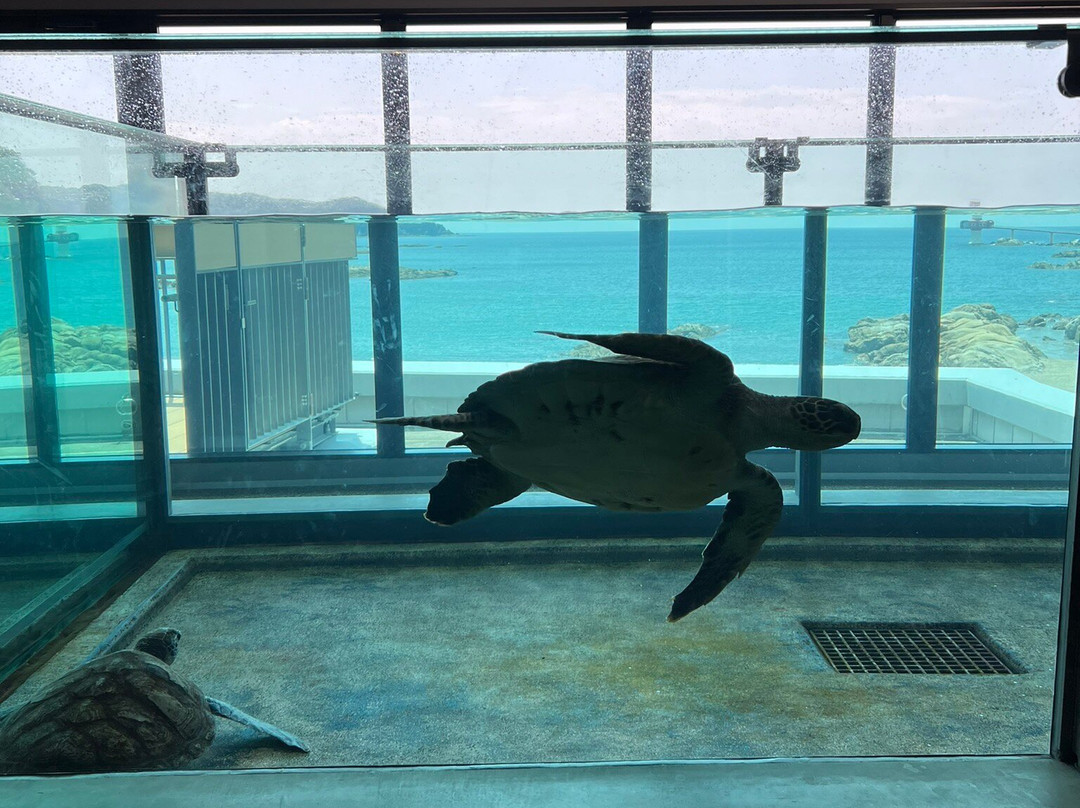 Kochi Prefectural Ashizuri Aquarium Satoumi-土佐清水市必去景点