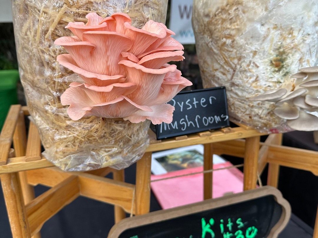 Fernandina Beach Market Place-费尔南迪纳岛必去景点