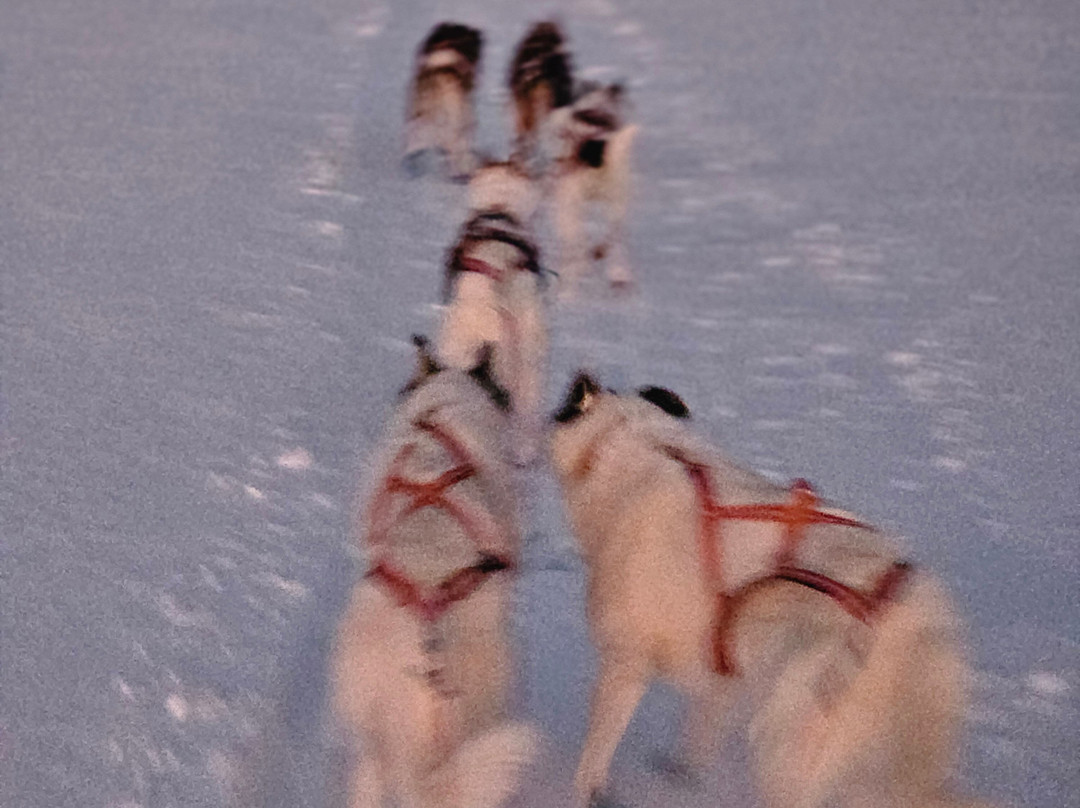 Gargia Husky The True North Experience-阿尔塔必去景点