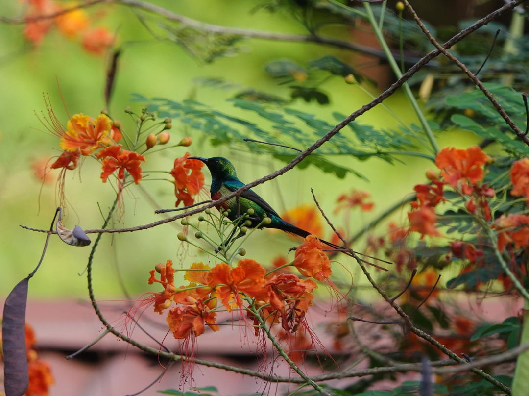 Hibiscus House主图