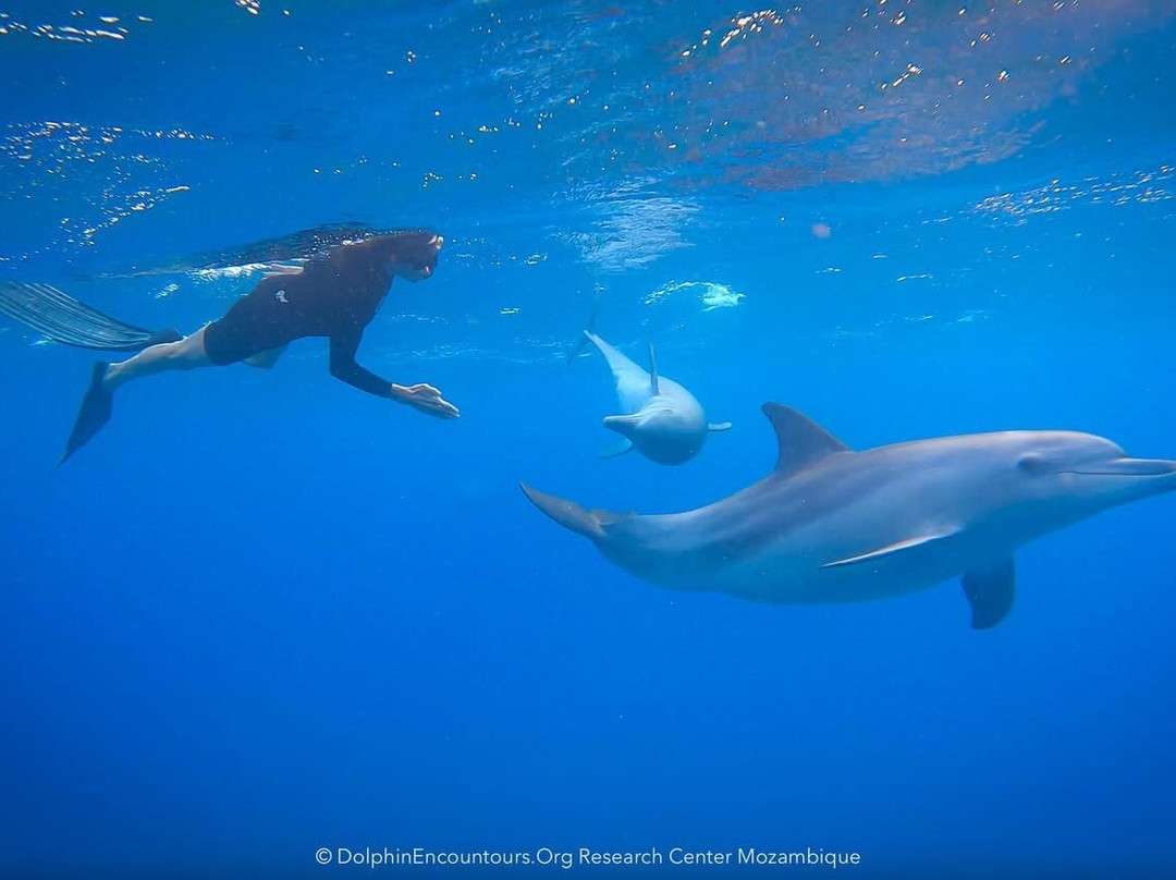 Dolphin Encountours Research Center景点图片