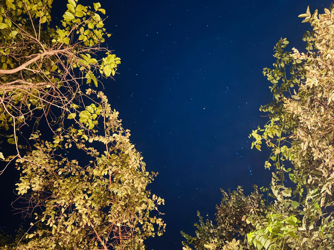 Mahua Vann Pench主图