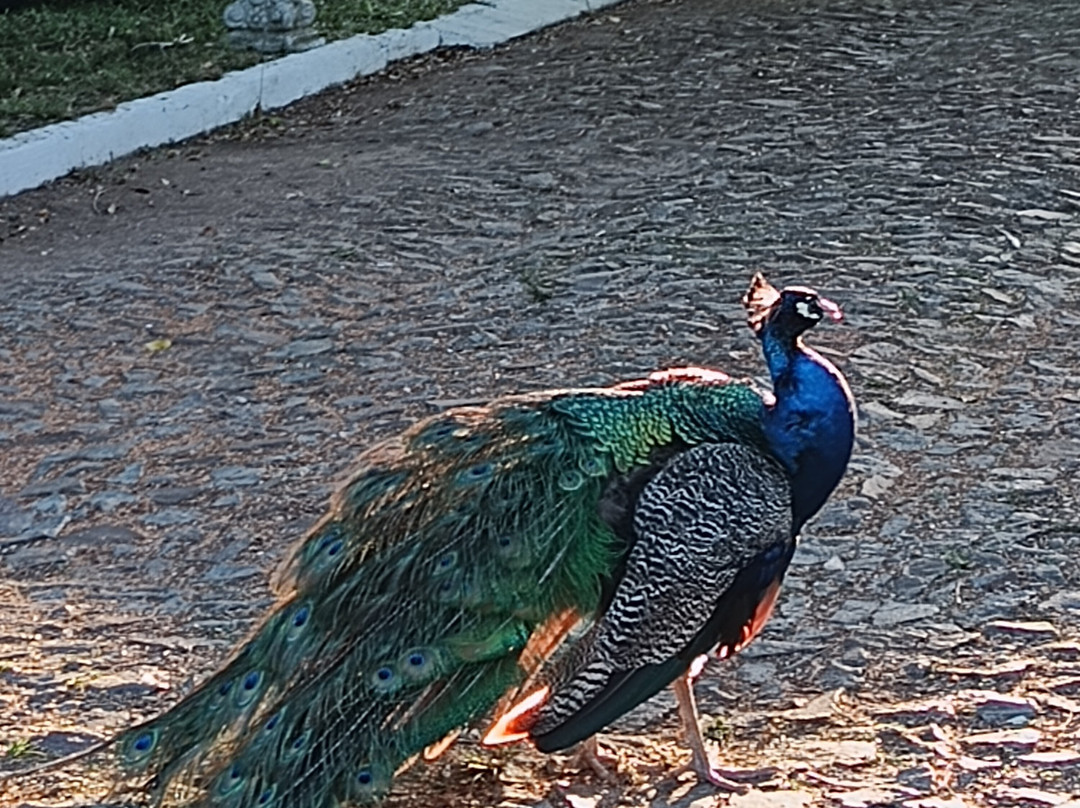 ROSA CORTIANA Escalera主图