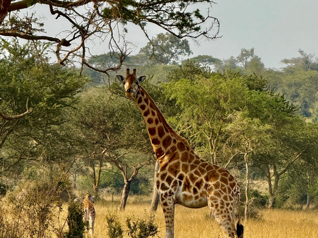 Gorilla and Adventure Safaris-Wakiso必去景点