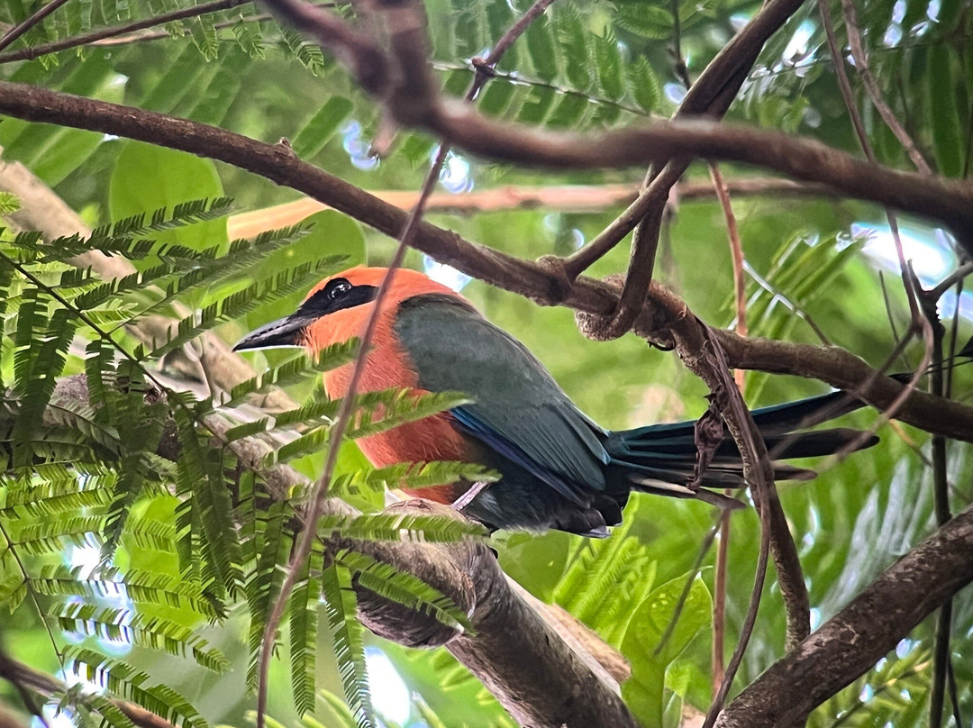 Arenal Sanctuary Reserve景点图片